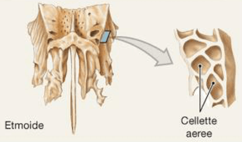 Esempio di osso pneumatico