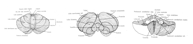 Facce del cervelletto