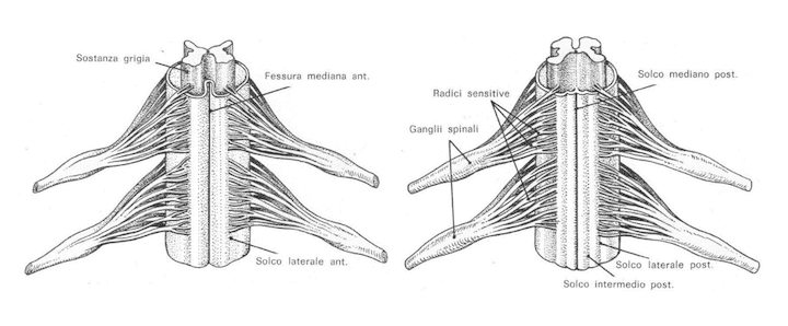 Facce del midollo spinale