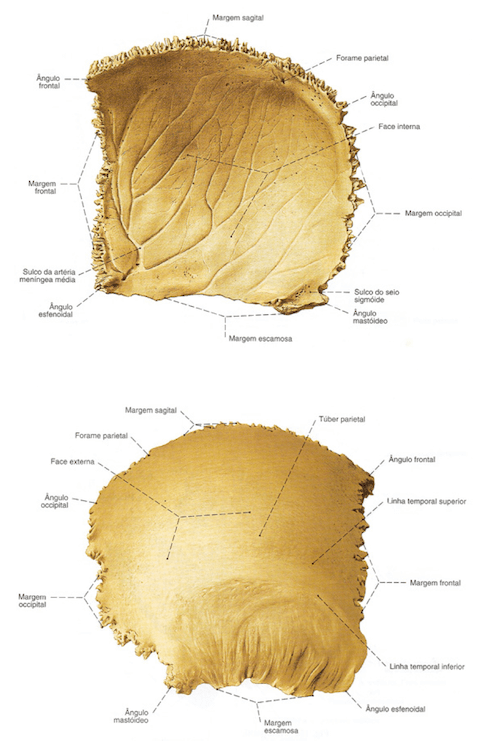 Facce dell'Osso Parietale
