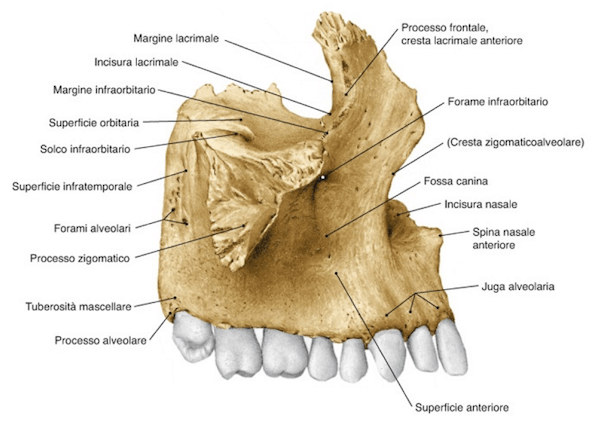 Faccia anteriore dell'Osso Mascellare