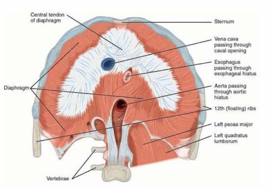 Faccia concava inferiore del Diaframma Toracico