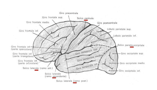 Faccia supero-laterale dell'emisfero cerebrale