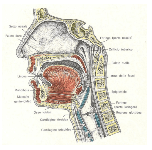 Faringe vista in sezione sagittale