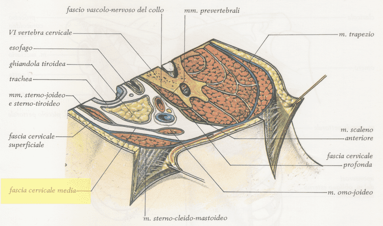 Fascia cervicale media