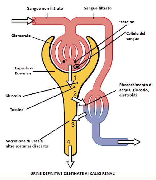 Schema delle fasi di formazione delle urine