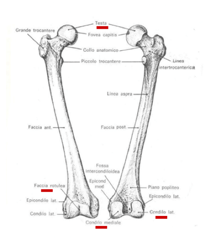 Femore, arto inferiore