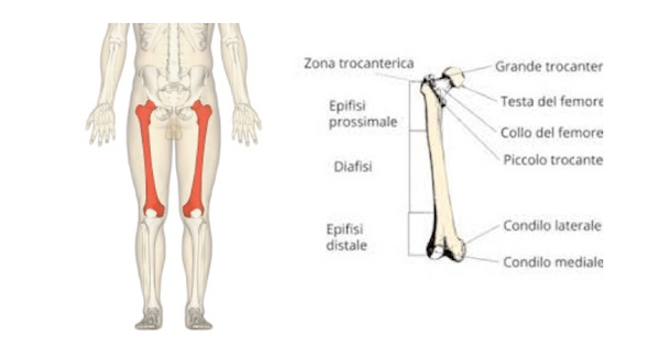 Femore, l'osso più grande del corpo