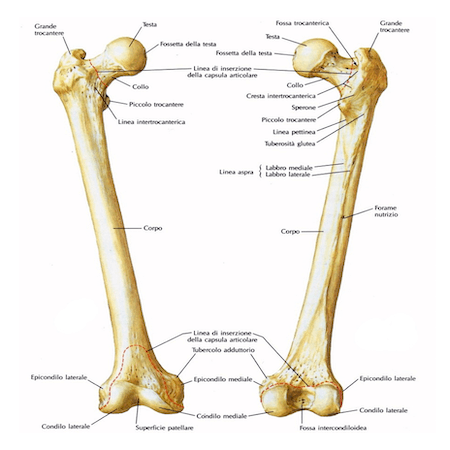 Femore visto anteriormente e posteriormente