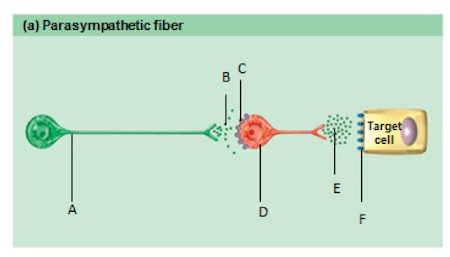 Struttura di una fibra del sistema parasimpatico