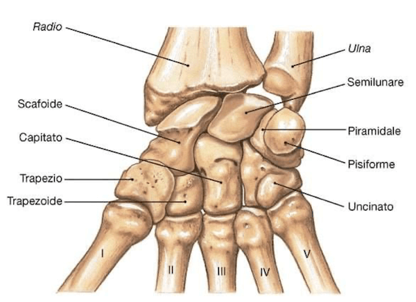 Fila distale e prossimale delle ossa Carpali