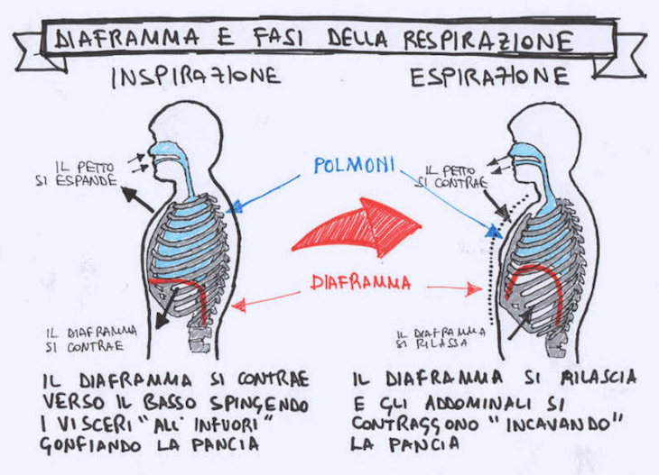 Rappresentazione dei due momenti respiratori e la loro fisiologia