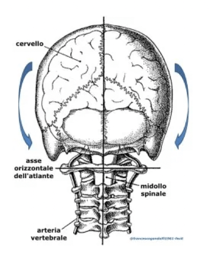 Funzione della articolazione atlante-occipitale