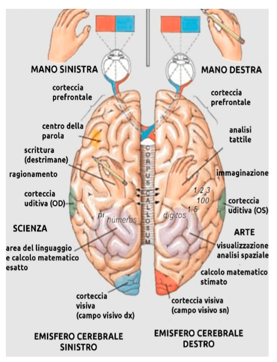 Funzioni attribuite alle varie aree del cervello
