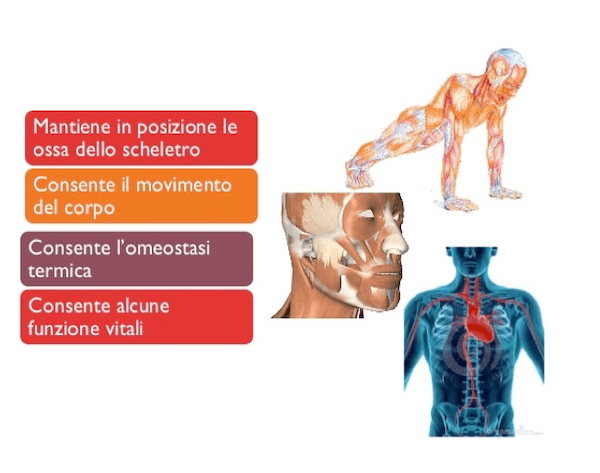 Funzioni del sistema muscolare