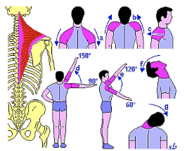 Funzioni meccaniche del Muscolo Trapezio