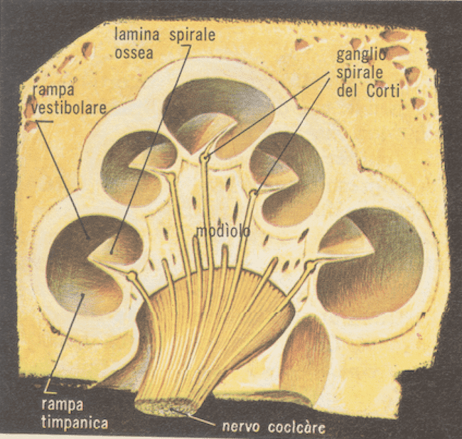 Ganglio spirale del Corti.