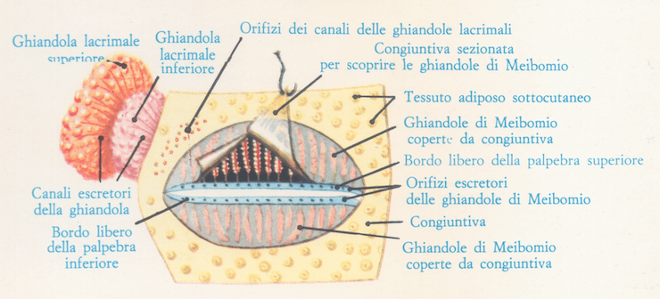 Ghiandole dell'occhio