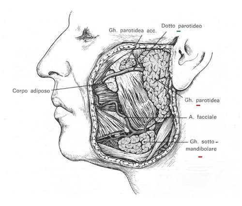 Ghiandole sottomandibolare e parotidea