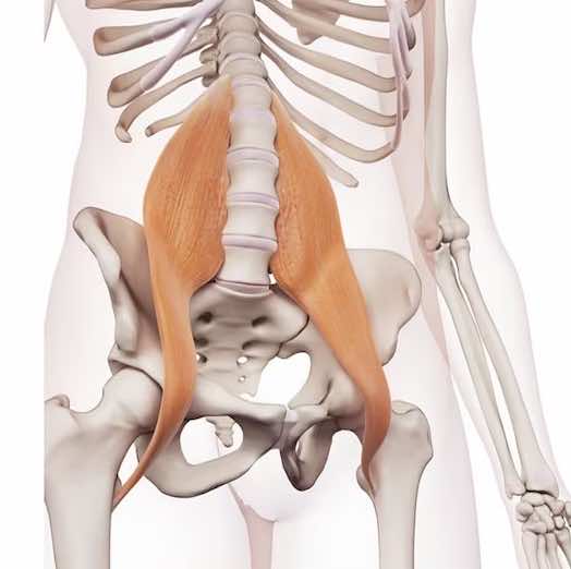 Muscolo grande psoas