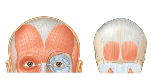 Rappresentazione delle inserzioni del Muscolo Epicranico o Occipito-frontale  e della ampia Galea Aponeurotica fibrosa