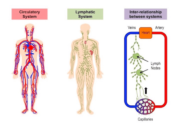 Interconnessione tra sistema linfatico e cardiocircolatorio