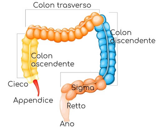 Intestino crasso