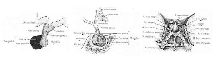 Ipofisi