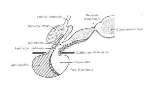 Ipotalamo