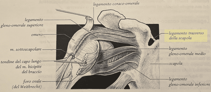 Legamento trasverso della scapola