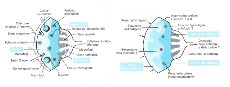 Struttura e funzione del linfonodo