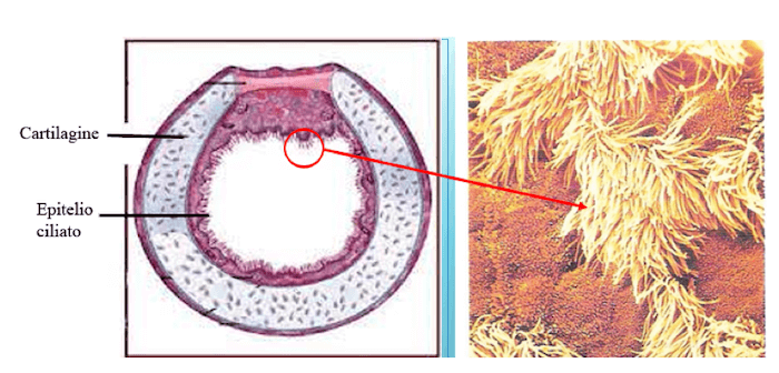Lume tracheale ed epitelio ciliato tracheale