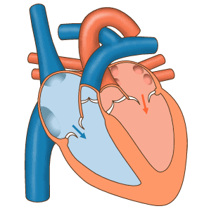Meccanismo sequenziale cuore