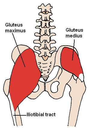 Medio gluteo