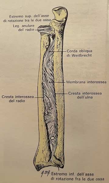 Membrana interossea dell'avambraccio