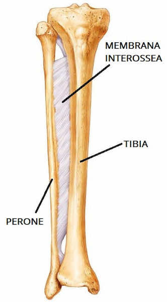 Membrana interossea della gamba