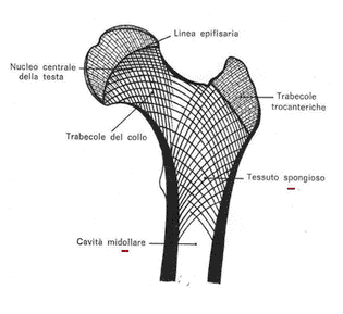 Midollo osseo