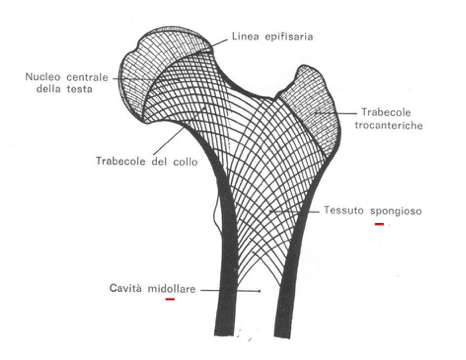 Midollo osseo in osso lungo