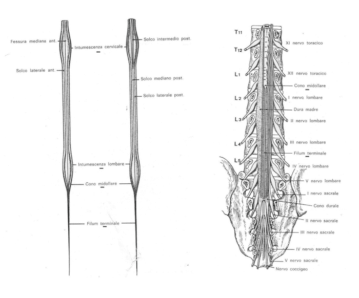Midollo spinale. Da sinistra a destra: faccia anteriore, faccia posteriore, estremità inferiore.