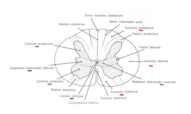 Midolla spinale: struttura macroscopica