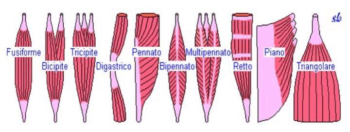 Morfologie muscolari
