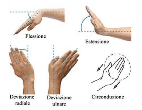 Movimenti che il Polso consente di compiere alla mano