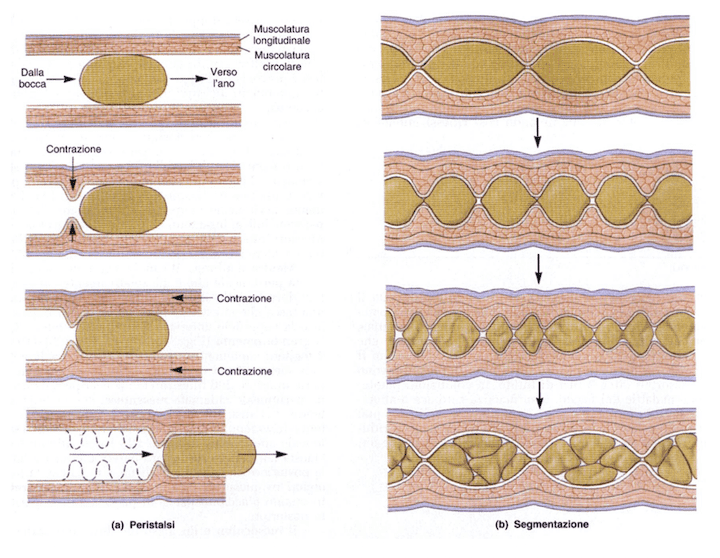 Movimenti peristaltici e di segmentazione