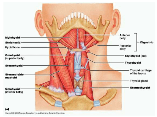 Muscoli accessori collo