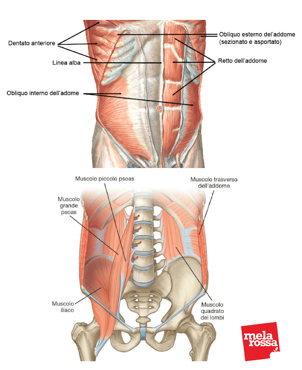 Muscoli addominali