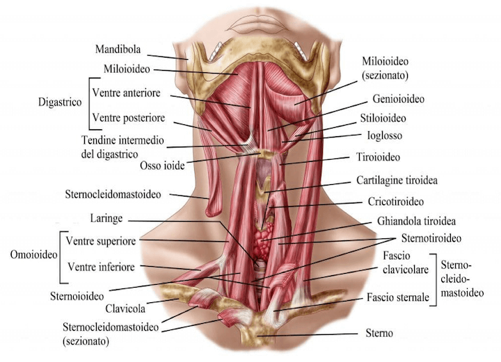 Muscoli Anteriori del Collo