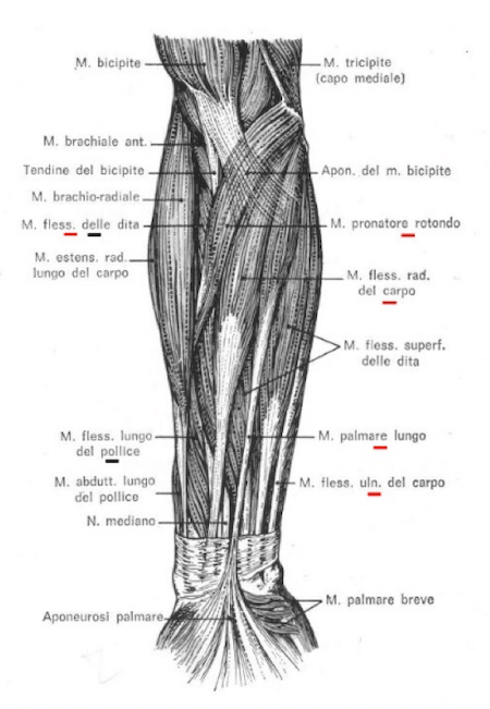 Muscoli anteriori dell'avambraccio