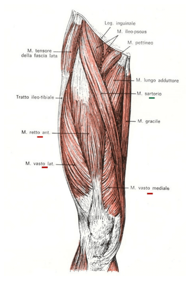 Muscoli anteriori della coscia