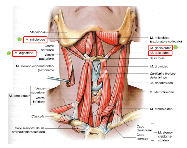 Muscoli anteriori della regione del Collo