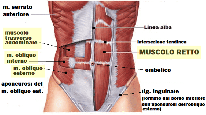 Muscoli antero-laterali dell'addome